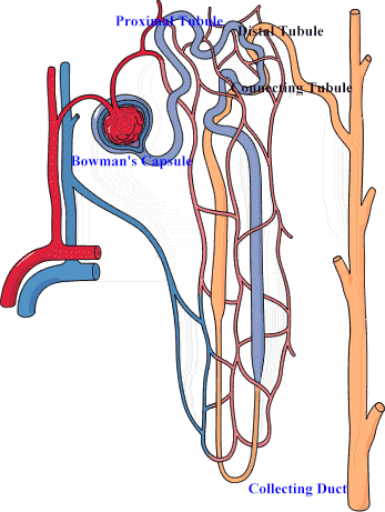 Renal Objectives