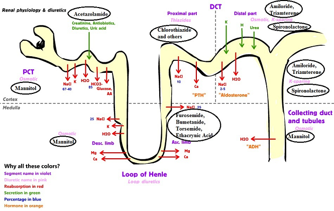 what does loop diuretics do to potassium