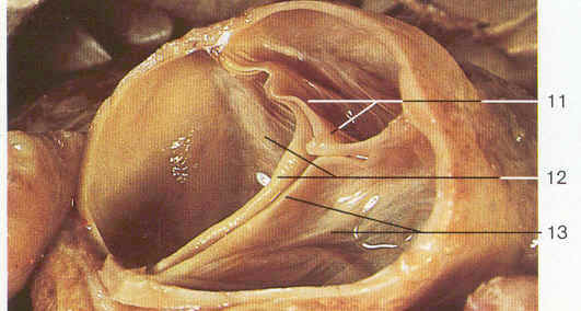cardiac anatomy