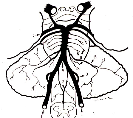 posterior cerebellar artery (PCA)