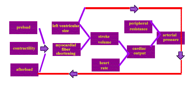 Centrally Acting Drugs Hypertension Diet