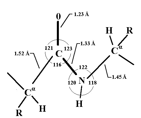  glass transition, protein, peptide, peptide Peptide+bond+amino+acid