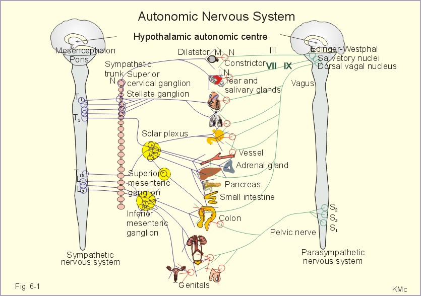 autonomic nervous system receptor chart