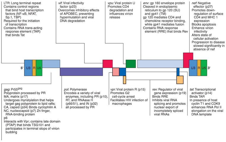 Medical Pharmacology: Antiviral Drugs