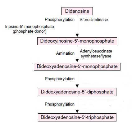 didanosine_phosphorylation1A.png#s-438,396