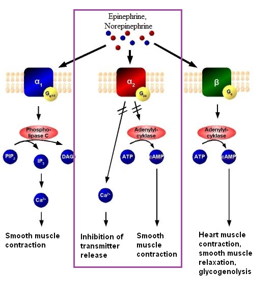 Medical Pharmacology The Pharmacology Of Alpha 2 Receptor Antagonists
