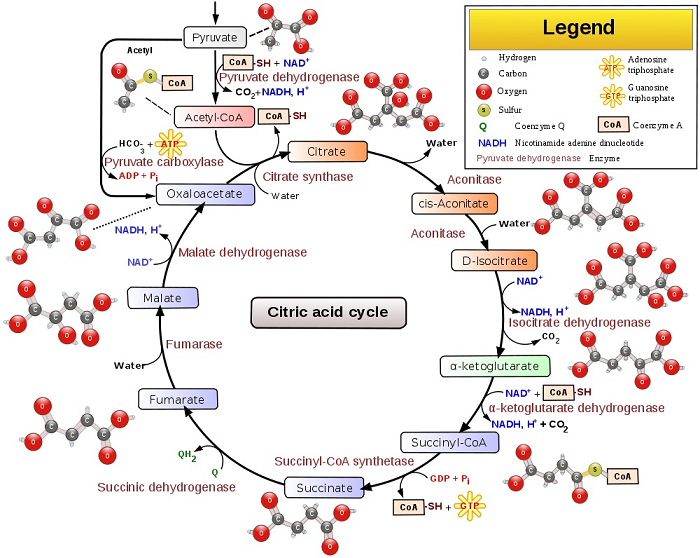 Alpha And Beta Receptors Chart