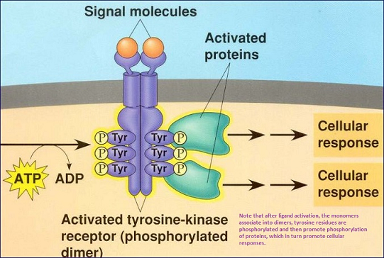 Medical Pharmacology Adrenergic Autonomic Pharmacology