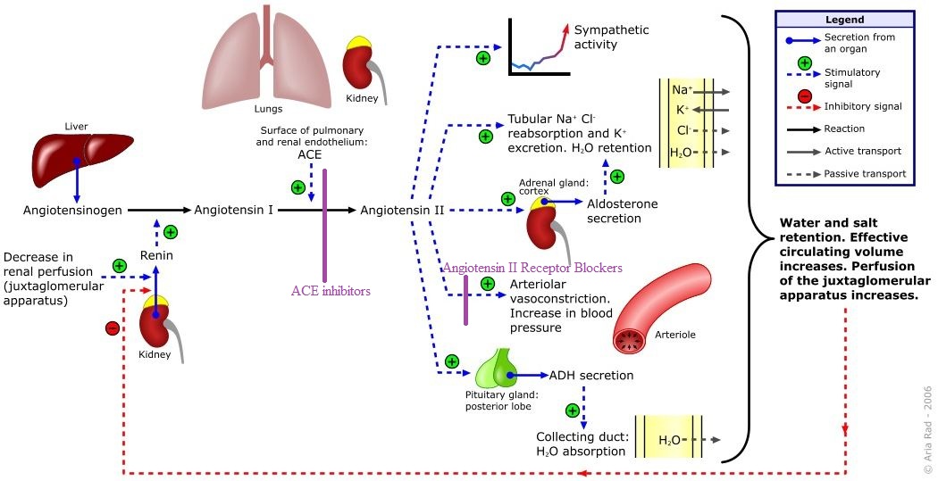 angiotensin converting enzyme inhibitors drug names