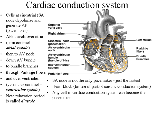 Conducting System of the Heart - Bundle of His - SA Node - TeachMeAnatomy