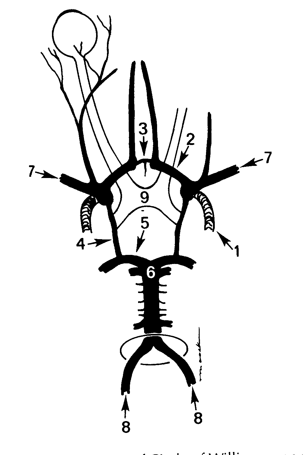 Виллизиев круг строение. Виллизиев круг анатомия на кт. Сегменты артерий головного мозга. Базилярная артерия сегменты. Сегменты основной артерии.