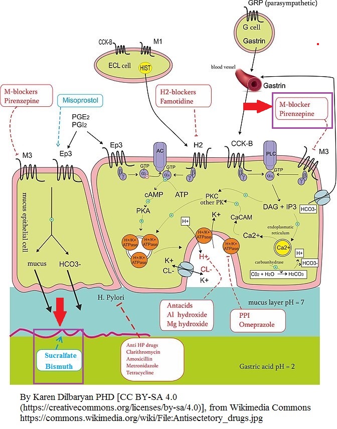 Antisectetory_drugs_mucosal_cholinergic.jpg