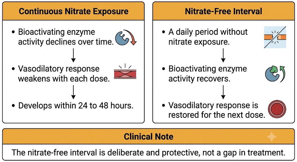 A two-panel diagram comparing continuous nitrate exposure, which causes tolerance through declining bioactivation, against a nitrate-free interval, which restores the vasodilatory response.