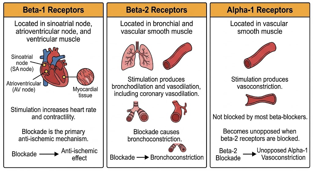 A three-panel diagram comparing beta-1 receptors (heart rate and contractility), beta-2 receptors (bronchodilation and vasodilation), and alpha-1 receptors (vasoconstriction), showing their locations and effects.