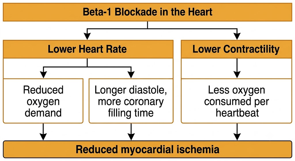 A flow diagram showing how beta-1 blockade reduces heart rate and contractility, lowering myocardial oxygen demand while increasing coronary filling time, together reducing myocardial ischemia.