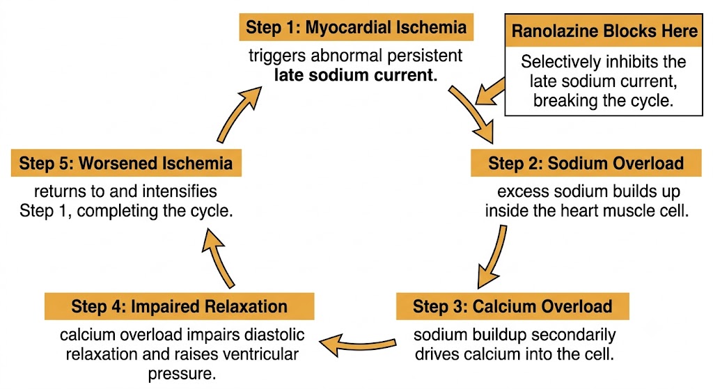 A cyclical flow diagram showing how myocardial ischemia triggers an abnormal late sodium current, leading to sodium and then calcium overload, impaired relaxation, and worsened ischemia, with ranolazine shown blocking the cycle at the late sodium current step.
