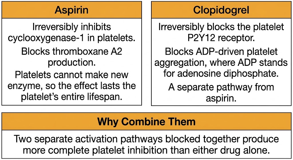 A two-panel diagram comparing aspirin, which irreversibly inhibits cyclooxygenase-1 and blocks thromboxane A2 production, against clopidogrel, which irreversibly blocks the platelet P2Y12 receptor, showing why combining the two pathways produces more complete platelet inhibition.