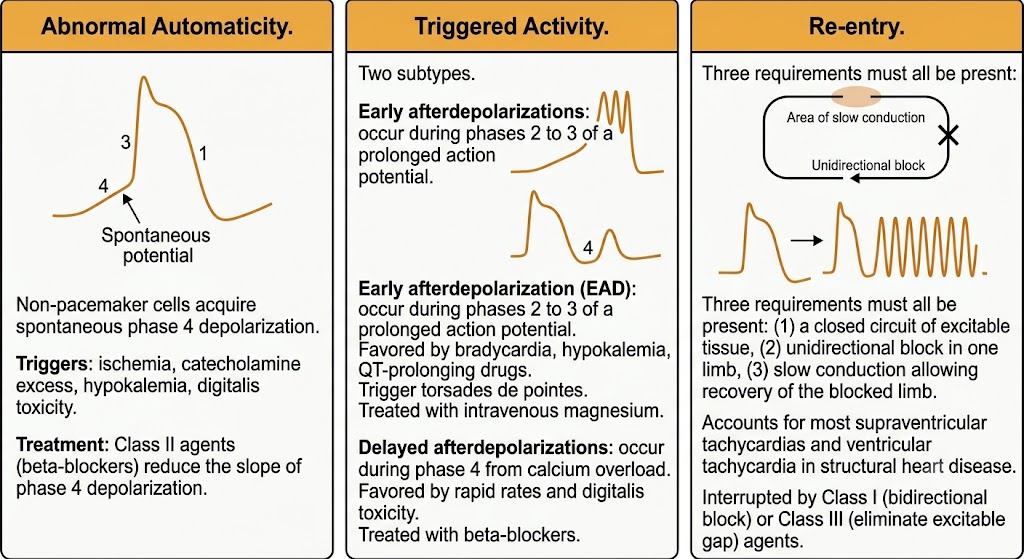 Three-panel diagram showing the three mechanisms of arrhythmogenesis: abnormal automaticity with spontaneous phase 4 depolarization, triggered activity showing early and delayed afterdepolarizations, and re-entry showing the three required conditions of closed circuit, unidirectional block, and slow conduction.