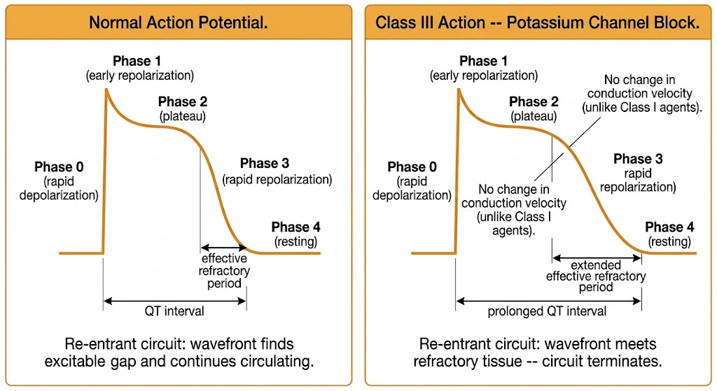Two-panel diagram comparing normal cardiac action potential on the left with Class III potassium channel blockade effect on the right, showing prolonged phase 3 repolarization, extended effective refractory period, and prolonged QT interval, with annotations showing re-entrant circuit termination and no change in conduction velocity.