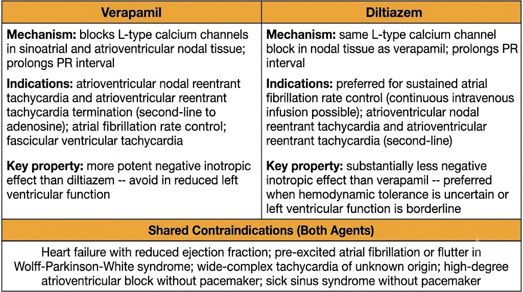 Two-panel comparison of verapamil and diltiazem showing mechanism, indications, key inotropic difference, and shared contraindications including heart failure with reduced ejection fraction, Wolff-Parkinson-White syndrome, wide-complex tachycardia, and high-degree atrioventricular block.