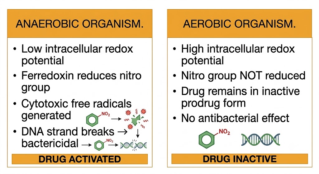 Two-panel diagram comparing metronidazole activation: left panel shows anaerobic organism where ferredoxin reduces the nitro group generating cytotoxic free radicals and DNA strand breaks — drug activated; right panel shows aerobic organism where nitro group is not reduced and drug remains inactive.