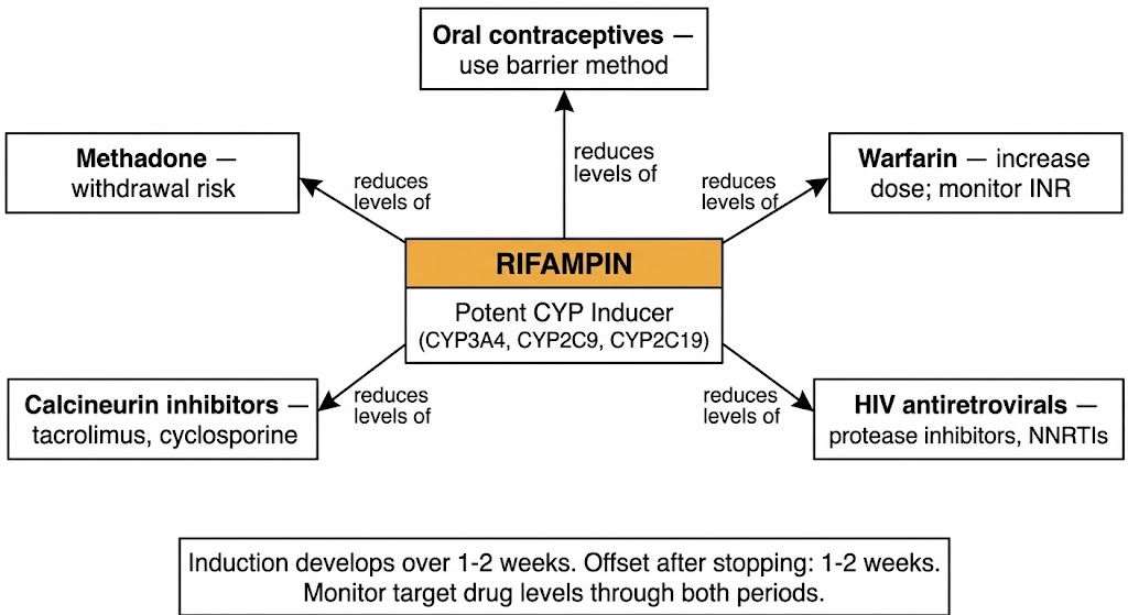 Hub diagram showing rifampin as a potent CYP3A4, CYP2C9, and CYP2C19 inducer with five spokes showing reduced levels of: oral contraceptives, warfarin, HIV antiretrovirals, calcineurin inhibitors, and methadone. Rule box below states induction develops and resolves over 1-2 weeks.