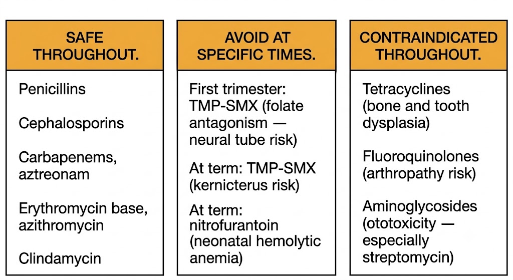Three-panel diagram of antibiotic safety in pregnancy: left panel shows agents safe throughout (penicillins, cephalosporins, carbapenems, aztreonam, erythromycin base, azithromycin, clindamycin); center panel shows agents to avoid at specific times (TMP-SMX in first trimester and at term, nitrofurantoin at term); right panel shows agents contraindicated throughout (tetracyclines, fluoroquinolones, aminoglycosides).