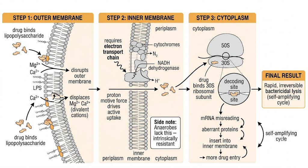 Three-step mechanism diagram showing aminoglycoside entry into gram-negative bacteria: outer membrane binding displacing Mg2+ and Ca2+, proton motive force-driven active uptake across the inner membrane, and 30S ribosomal subunit binding causing mRNA misreading and self-amplifying bactericidal lysis.