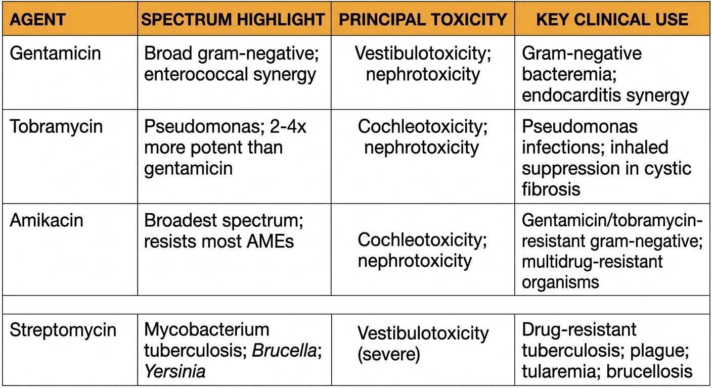 Reference table comparing gentamicin, tobramycin, amikacin, and streptomycin by spectrum highlight, principal toxicity, and key clinical use.