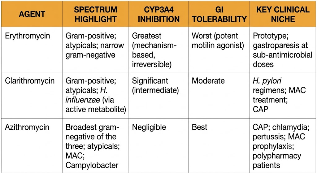 Comparison table of erythromycin, clarithromycin, and azithromycin by spectrum highlights, CYP3A4 inhibition potency, GI tolerability, and key clinical niche.
