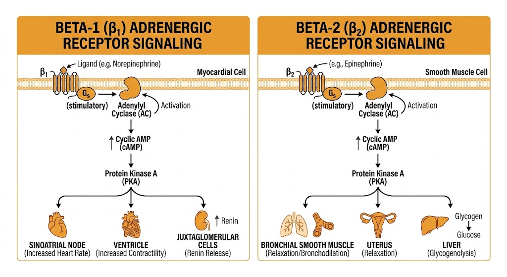 Diagram showing beta-1 and beta-2 receptor Gs/cyclic AMP/protein kinase A signaling with tissue-specific effects: cardiac stimulation and renin release for beta-1, and bronchodilation, uterine relaxation, and glycogenolysis for beta-2.
