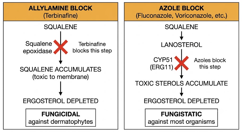 Two-panel diagram comparing allylamine and azole mechanisms in the ergosterol biosynthesis pathway. Left panel shows terbinafine blocking squalene epoxidase, causing squalene accumulation and ergosterol depletion, with a fungicidal result against dermatophytes. Right panel shows azoles blocking CYP51 (ERG11) between lanosterol and ergosterol, causing toxic sterol accumulation and ergosterol depletion, with a fungistatic result against most organisms.