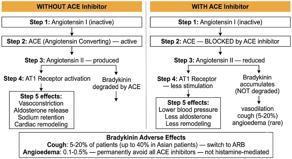 Two-pathway flow diagram comparing the renin-angiotensin-aldosterone system without and with ACE inhibitor, showing angiotensin I to angiotensin II conversion, bradykinin degradation or accumulation, and downstream effects including cough and angioedema.