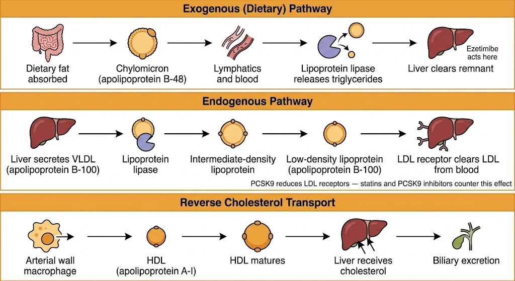 Three-panel flow diagram showing the exogenous dietary pathway with chylomicrons traveling from intestine to liver, the endogenous pathway with VLDL remodeled through IDL to LDL cleared by the LDL receptor, and reverse cholesterol transport with HDL collecting cholesterol from arterial wall macrophages and returning it to the liver for biliary excretion.