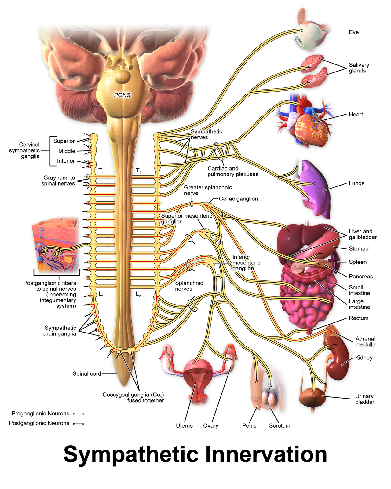 Diagram of sympathetic innervation showing preganglionic neurons from T1 to L2 spinal cord, paravertebral sympathetic chain ganglia, and postganglionic projections to organs including the heart, lungs, liver, adrenal medulla, and pelvic viscera.