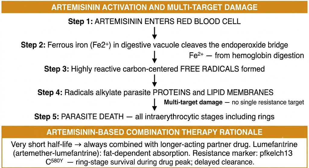 Flow diagram showing artemisinin activation by ferrous iron, endoperoxide bridge cleavage, free radical generation, multi-target parasite damage, and combination therapy rationale with pfkelch13 C580Y resistance marker.