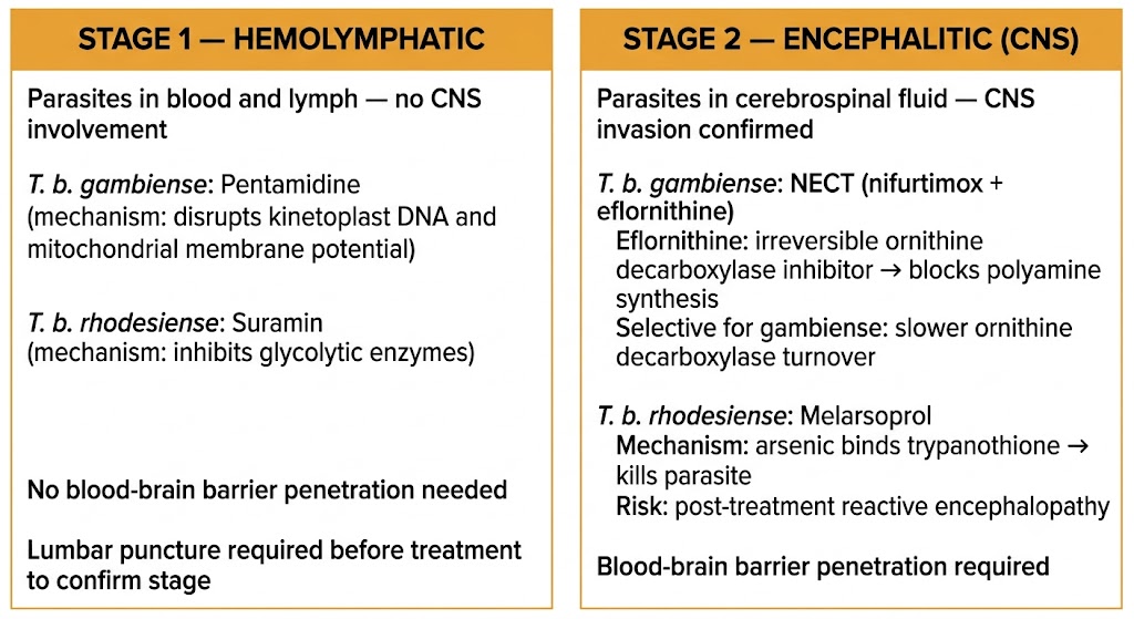 Two-panel diagram comparing Stage 1 hemolymphatic human African trypanosomiasis treatment (pentamidine for T. b. gambiense, suramin for T. b. rhodesiense) with Stage 2 encephalitic treatment requiring blood-brain barrier penetration (NECT for T. b. gambiense, melarsoprol for T. b. rhodesiense).
