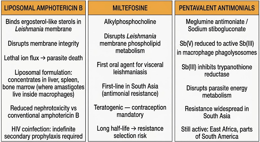 Three-panel comparison of leishmaniasis drugs: liposomal amphotericin B, miltefosine, and pentavalent antimonials, showing mechanisms, regional indications, and key toxicities.