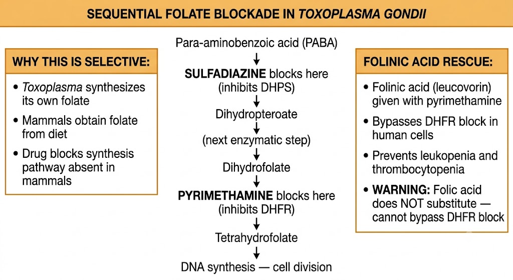 Flow diagram of sequential folate synthesis blockade in Toxoplasma gondii by sulfadiazine (DHPS) and pyrimethamine (DHFR), with folinic acid rescue explanation and folic acid warning.