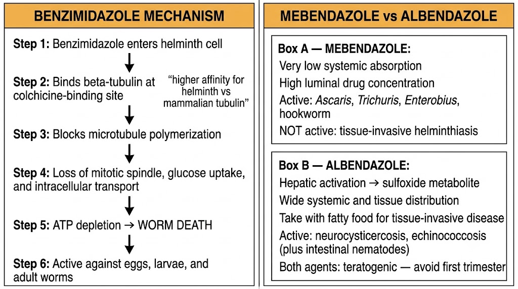 Two-panel diagram showing benzimidazole mechanism (beta-tubulin binding at colchicine-binding site blocking microtubule polymerization leading to ATP depletion and worm death) alongside mebendazole versus albendazole comparison by absorption and tissue activity.