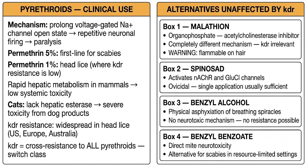 Two-panel diagram showing pyrethroids clinical use (mechanism, permethrin indications, hepatic metabolism, cat toxicity, kdr resistance geography) and four alternatives unaffected by kdr: malathion, spinosad, benzyl alcohol, and benzyl benzoate.
