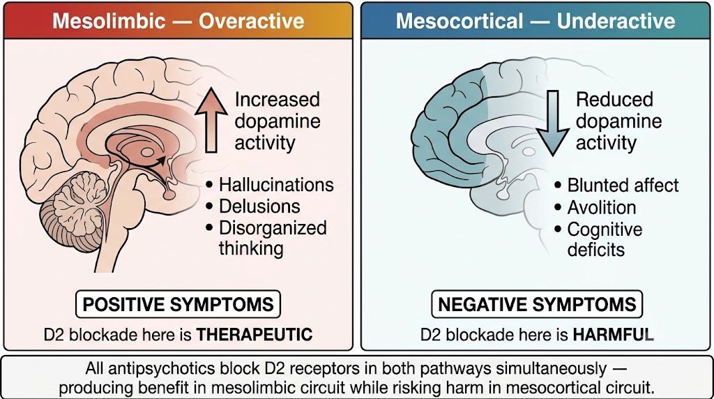 Two-panel diagram contrasting the mesolimbic pathway (overactive in schizophrenia, D2 blockade is therapeutic, reduces positive symptoms including hallucinations and delusions) with the mesocortical pathway (underactive, D2 blockade is harmful, worsens negative symptoms including blunted affect, avolition, and cognitive deficits), with a shared rule box stating antipsychotics block both pathways simultaneously.