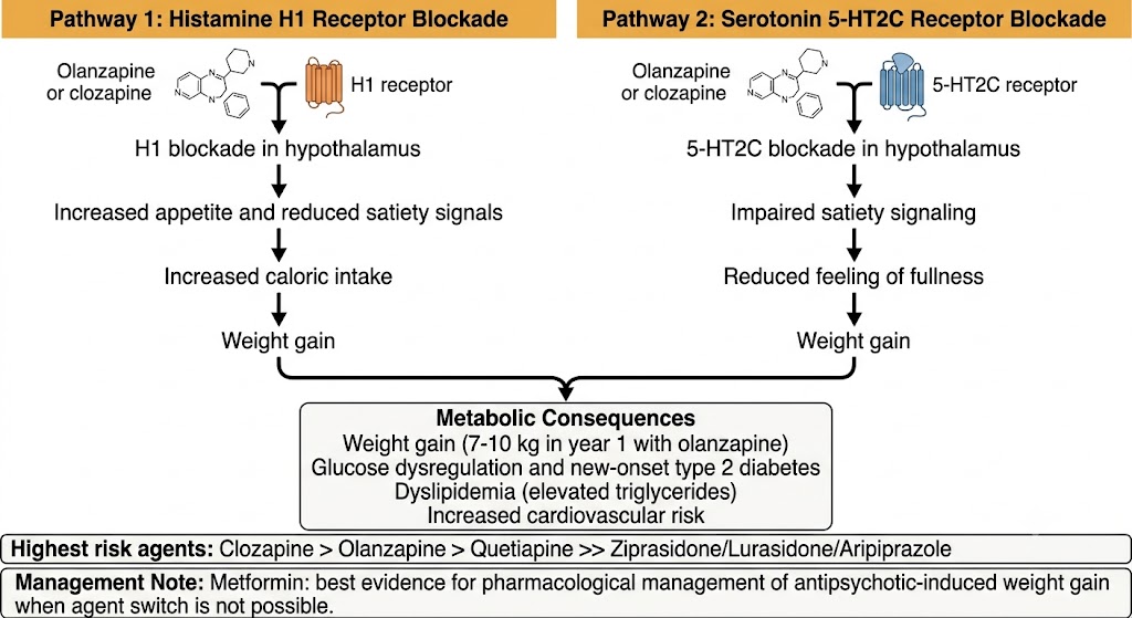 Flow diagram showing two parallel mechanisms by which olanzapine and clozapine cause metabolic syndrome: histamine H1 receptor blockade increasing appetite and caloric intake, and serotonin 5-HT2C receptor blockade impairing satiety signaling, both converging on metabolic consequences including weight gain, glucose dysregulation, dyslipidemia, and increased cardiovascular risk.