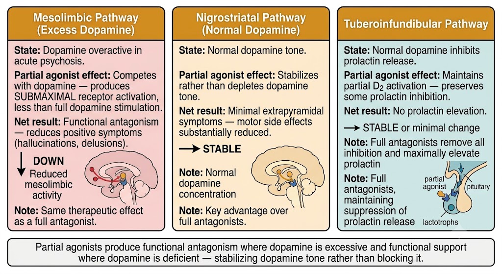 Three-panel diagram showing how partial D2 agonists produce different effects in three dopamine pathways: functional antagonism in the mesolimbic pathway reducing positive symptoms, dopamine tone stabilization in the nigrostriatal pathway minimizing extrapyramidal symptoms, and preservation of partial D2 activation in the tuberoinfundibular pathway preventing prolactin elevation.