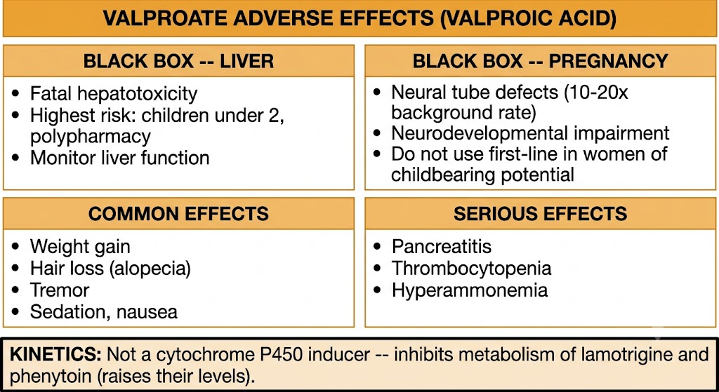 Valproate adverse effects organized by category: black box hepatotoxicity warning with highest risk in children under two on polypharmacy; black box teratogenicity with neural tube defects and neurodevelopmental impairment; common effects including weight gain, alopecia, tremor, and sedation; serious effects including pancreatitis, thrombocytopenia, and hyperammonemia; and a kinetics note that valproate is not a cytochrome P450 inducer but inhibits lamotrigine and phenytoin metabolism.