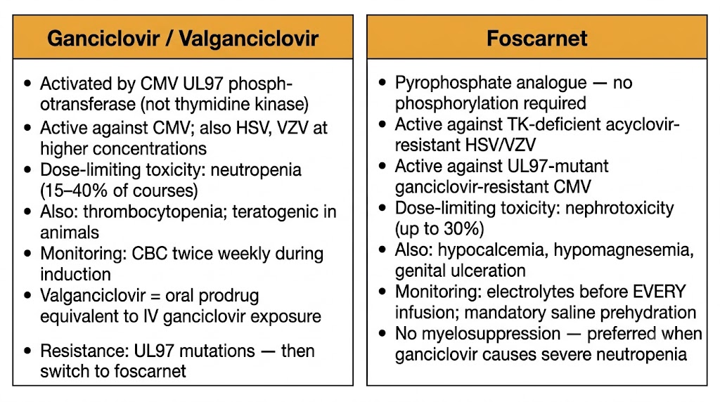 Ganciclovir versus foscarnet mechanism toxicity and resistance coverage