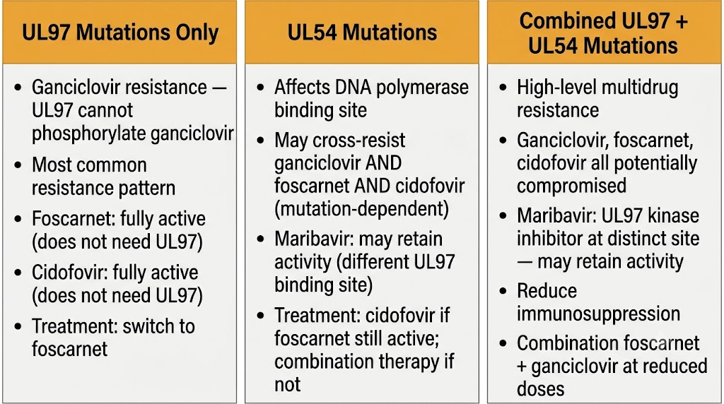 CMV antiviral resistance — UL97, UL54, and combined mutations treatment pivots
