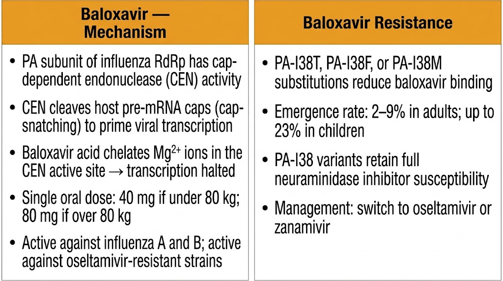 Baloxavir cap-dependent endonuclease mechanism and resistance