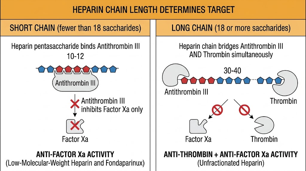 Two-panel diagram showing heparin chain length determines pharmacological target: short chains (fewer than 18 saccharides) bind antithrombin III via the pentasaccharide and inhibit factor Xa only, while long chains (18 or more saccharides) bridge antithrombin III and thrombin simultaneously, inhibiting both factor Xa and thrombin.