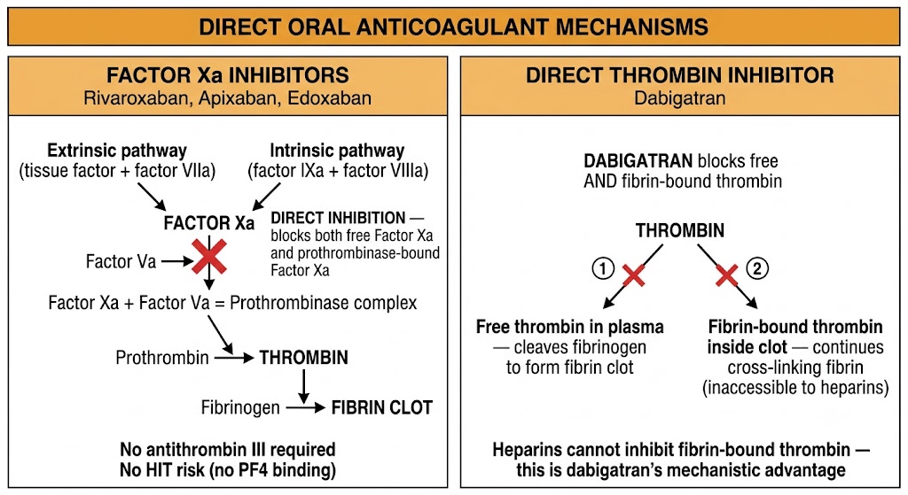 Two-panel diagram of direct oral anticoagulant mechanisms. Left panel shows the coagulation cascade converging at factor Xa, with rivaroxaban, apixaban, and edoxaban blocking both free factor Xa and prothrombinase-bound factor Xa, preventing thrombin generation and fibrin clot formation; labels note no antithrombin III required and no heparin-induced thrombocytopenia risk. Right panel shows dabigatran blocking both free thrombin in plasma and fibrin-bound thrombin inside the clot, with the label that heparins cannot inhibit fibrin-bound thrombin — dabigatran's mechanistic advantage.